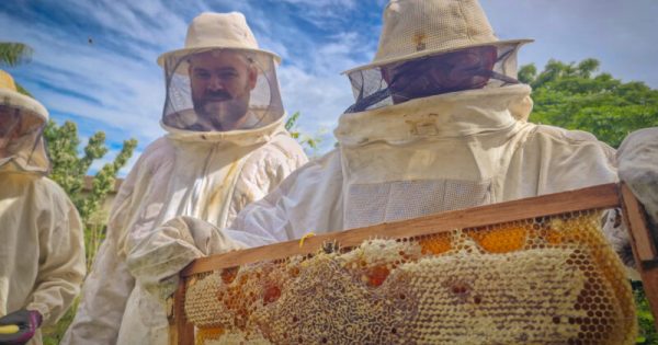 Curso de manejo de colmeias fortalece apicultura em Navegantes